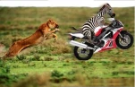 funny-picture-6371