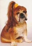 ANIMAL9