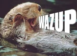 funny-picture-6387