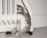funny-picture-5514