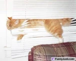 funny-picture-5563