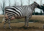 funny-picture-6287