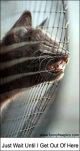 funny-picture-5437