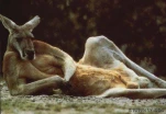 AUSSI