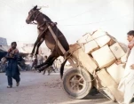 funny-picture-6216