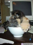 funny-picture-5537