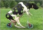 funny-picture-6006