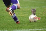 catkicksoccerfunfryresizetm9