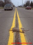 funny-picture-5884