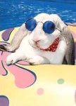 coolbunny