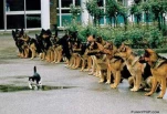 funny-picture-6738