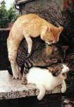 funny-picture-5973