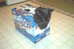 funny-picture-6250