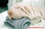 funny-picture-6578