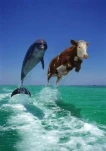 funny-picture-6219