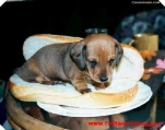 funny-picture-5553