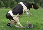 funny-picture-6294