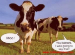 funny-picture-6066