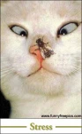 funny-picture-6254