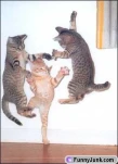 kittykungfuub5