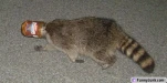 dumbraccoonwj2