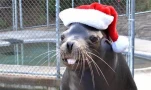 HAPPYXMASS