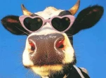 ANIMAL7