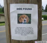 dogfoundpd7