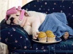 DOGDAY