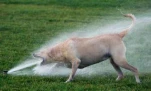 Smart Dog